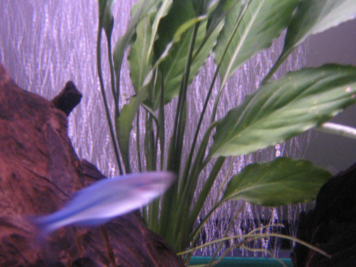 fish tank picture - 6