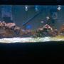 75 gallons saltwater fish tank (mostly fish, little/no live coral) - The Making