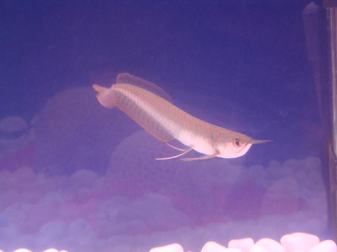 freshwater fish - osteoglossum bicirrhosum - silver arowana stocking in 34 gallons tank - Silver Arowana