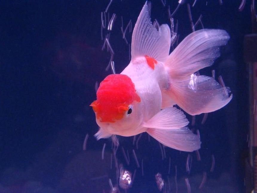 Rated #713: Freshwater Fish - Carassius Auratus - Red Cap Oranda Goldfish Stocking In 34 Gallons Tank - Oranda red cap goldfish