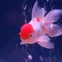 freshwater fish - carassius auratus - red cap oranda goldfish stocking in 34 gallons tank - Oranda red cap goldfish