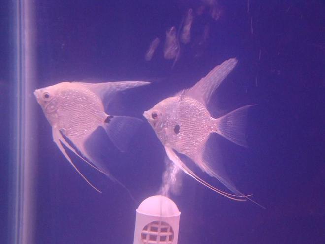 freshwater fish - pterophyllum scalare - gold angelfish stocking in 34 gallons tank - Gold Angelfish