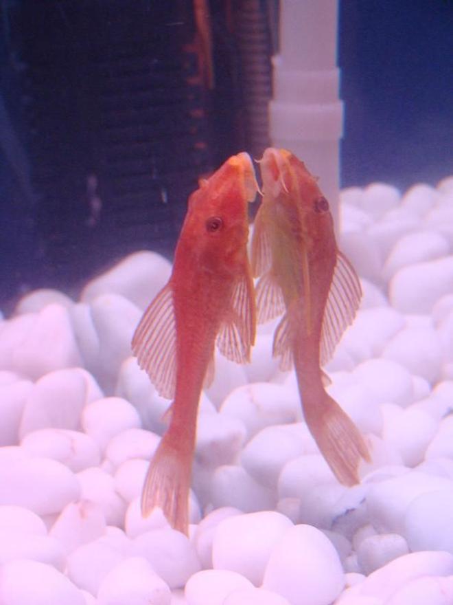 freshwater fish - ancistrus sp. - bushy nose pleco l-144 stocking in 34 gallons tank - Albino Pleco