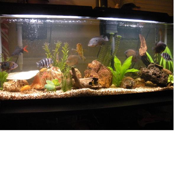 55 gallons freshwater fish tank (mostly fish and non-living decorations) - My 55 mixed cichlid community.