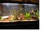 55 gallons freshwater fish tank (mostly fish and non-living decorations) - My 55 mixed cichlid community.