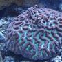 corals inverts - platygyra sp. - brain worm platygyra coral stocking in 65 gallons tank - BRAIN WORM PLATYGYRA CORAL