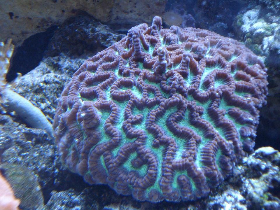 corals inverts - platygyra sp. - brain worm platygyra coral stocking in 65 gallons tank - BRAIN WORM PLATYGYRA CORAL
