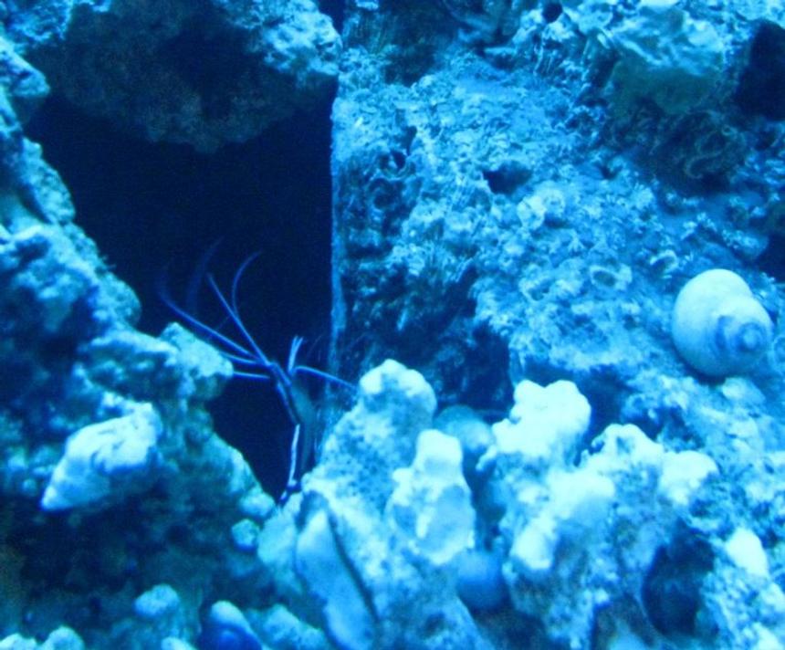 Rated #35: Corals Inverts - Lysmata Amboinensis - Scarlet Skunk Cleaner Shrimp Stocking In 55 Gallons Tank - cleaner