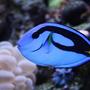 saltwater fish - paracanthurus hepatus - blue tang stocking in 65 gallons tank - BLUE HIPPO TANG "HIPPIE"
