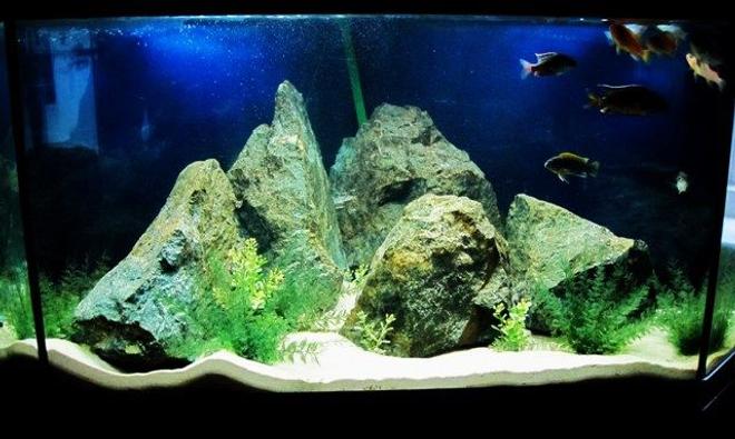 55 gallons freshwater fish tank (mostly fish and non-living decorations) - Corner tank..