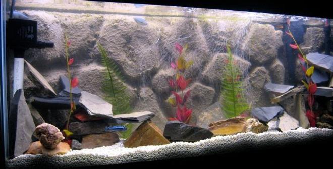 55 gallons freshwater fish tank (mostly fish and non-living decorations) - Jack Dempsey, Firemouth, Gouramis, Dinosaur Eel, African Cichlids, Tetra Whisper EX70 Power Filter, Dual 48" Flourecent lighting 20k blue/white bulb and standard aquarium bulb , Typical Heater. Assorted stone, Fake plants, DIY background.  Powerhead to Undergravel filter.
