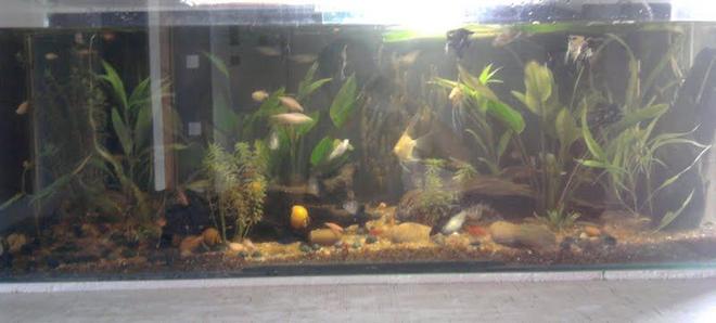 90 gallons planted tank (mostly live plants and fish) - it is 48 * 12 * 18 inches, wid 64 inhabitants in it.