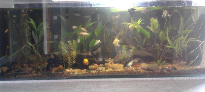 Rated #189: 90 Gallons Planted Tank - it is 48 * 12 * 18 inches, wid 64 inhabitants in it.