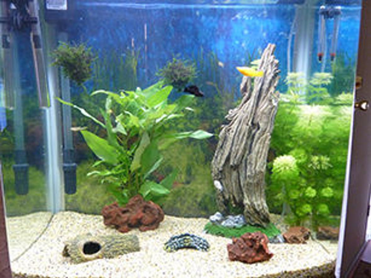 34 gallons planted tank (mostly live plants and fish) - My 34G/130L Aqua One 620T tall tank. This pic was taken when it was first set up. Its now 6 weeks on and I need to take another pic.