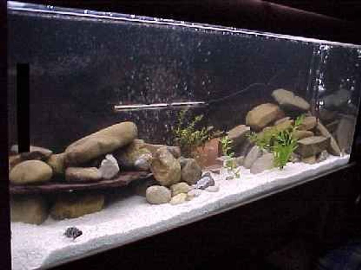 450 gallons freshwater fish tank (mostly fish and non-living decorations) - MY NEW PROJECT