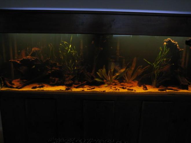 135 gallons planted tank (mostly live plants and fish) - amazonian biotope