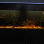 135 gallons planted tank (mostly live plants and fish) - amazonian biotope