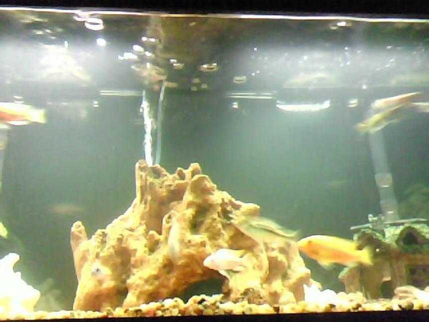 Rated #330: 55 Gallons Freshwater Fish Tank - cichilds