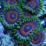 corals inverts - zoanthus sp. - eagle eye polyp stocking in 60 gallons tank - Eagle Eyes