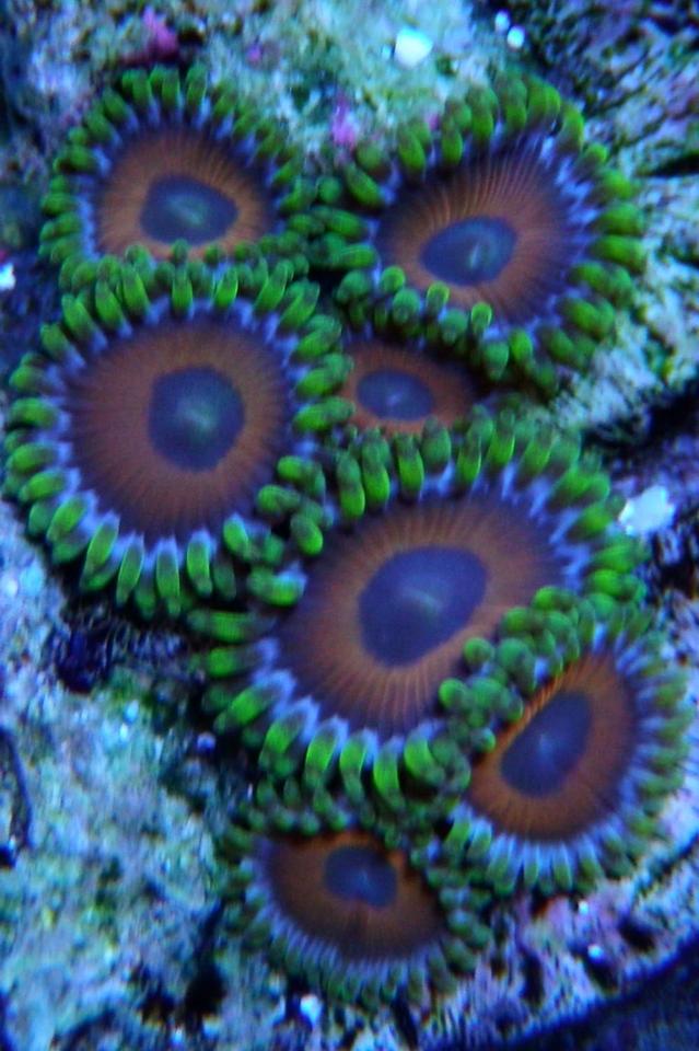 corals inverts - zoanthus sp. - eagle eye polyp stocking in 60 gallons tank - Eagle Eyes
