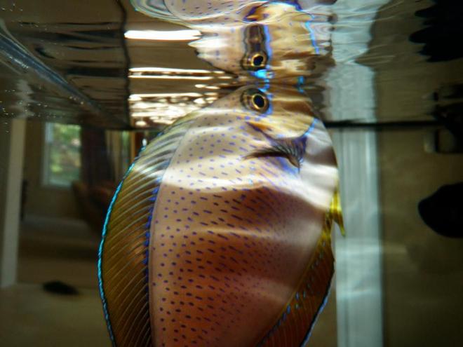 saltwater fish - naso vlamingii - vlamingii tang stocking in 60 gallons tank - Vlamingi