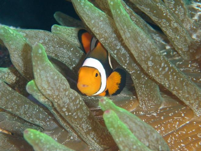 saltwater fish - amphiprion percula - true percula clownfish stocking in 60 gallons tank - True Perc in Speckled GBTA Purple Tip