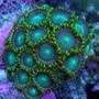 corals inverts - zoanthus sp. - inside outs polyp stocking in 60 gallons tank - Inside Outs