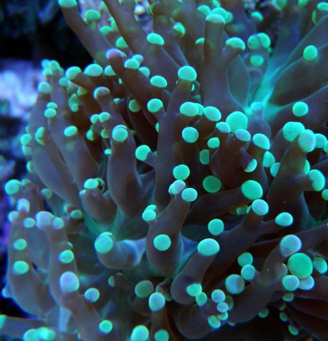 corals inverts - euphyllia paradivisa - frogspawn coral - branched stocking in 60 gallons tank - Frog Spawn
