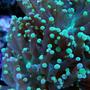 corals inverts - euphyllia paradivisa - frogspawn coral - branched stocking in 60 gallons tank - Frog Spawn
