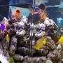 350 gallons saltwater fish tank (mostly fish, little/no live coral) - 350gal. sideview