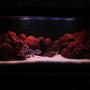 90 gallons freshwater fish tank (mostly fish and non-living decorations) - frontosa contrast tank