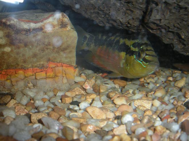 freshwater fish - nandopsis salvini - salvini cichlid stocking in 55 gallons tank - This is a Salvini Cichlid under her favorite rock in the tank.