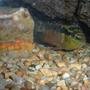 freshwater fish - nandopsis salvini - salvini cichlid stocking in 55 gallons tank - This is a Salvini Cichlid under her favorite rock in the tank.