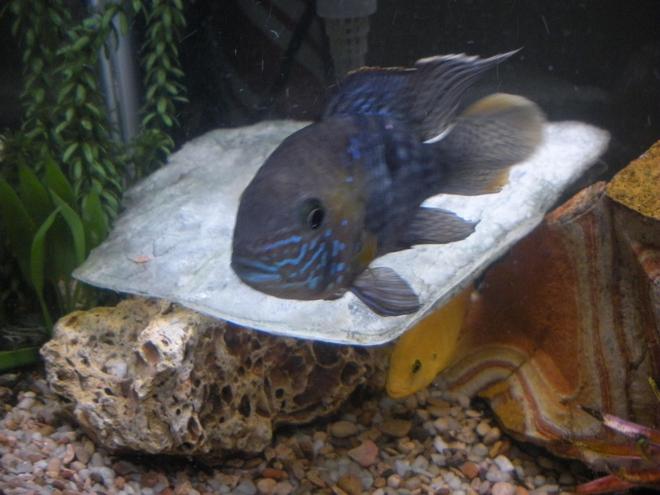 freshwater fish - aequidens rivulatus - green terror stocking in 55 gallons tank - Wall-E the Green Terror