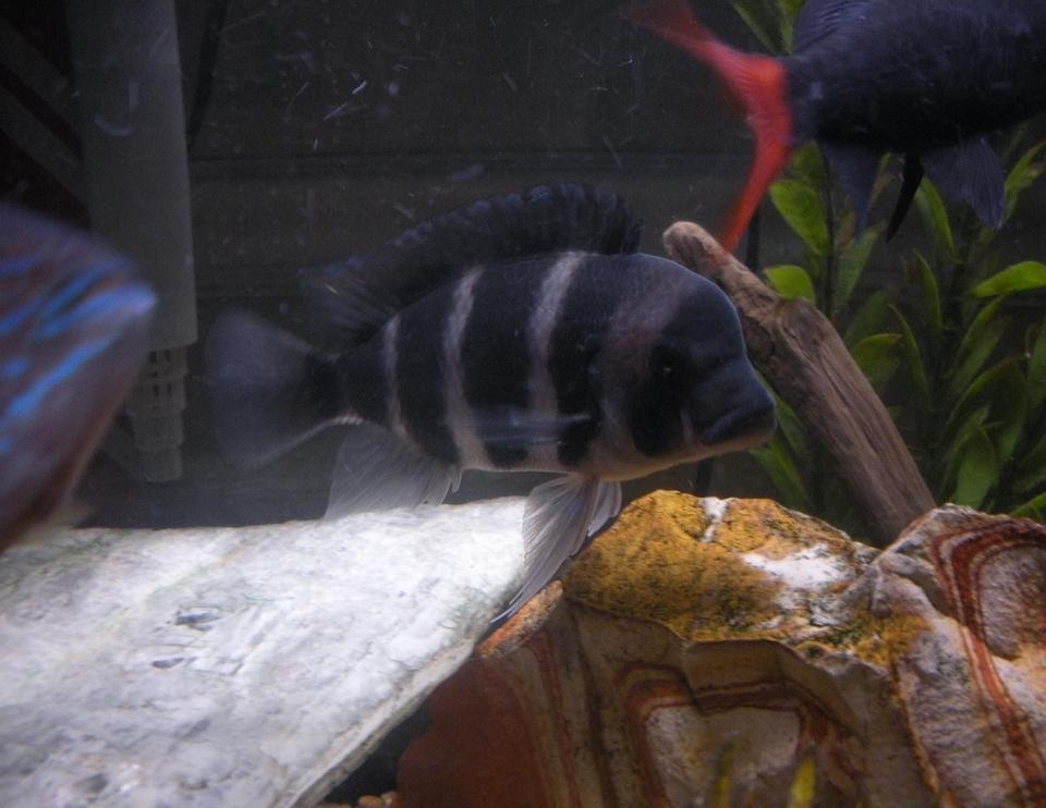 freshwater fish - cyphotilapia frontosa - frontosa cichlid stocking in 55 gallons tank - Frontosa Starting to develop his hump quite well.