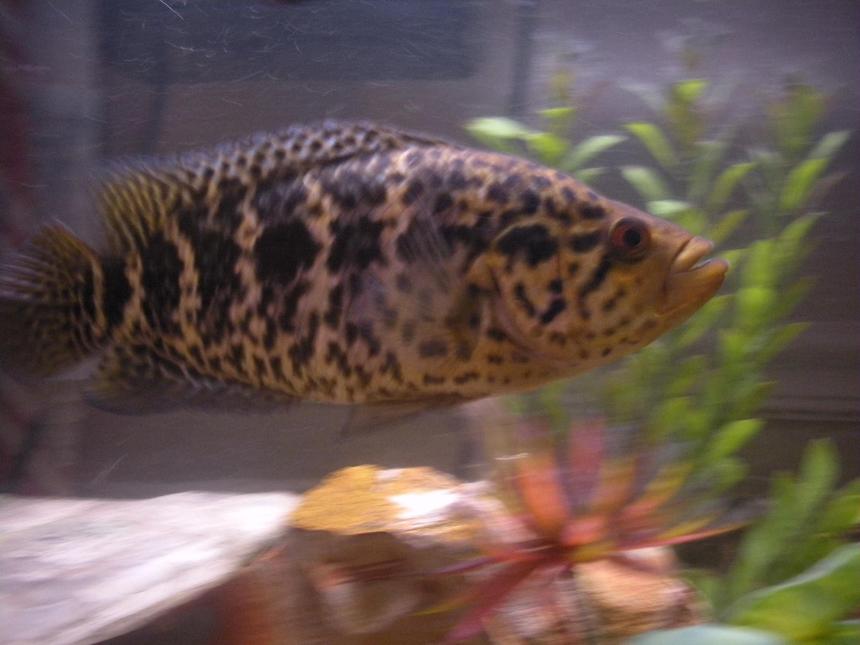 Rated #327: Freshwater Fish - Parachromis Managuensis - Jaguar Cichlid Stocking In 55 Gallons Tank - Jaguar in rule of the roost.
