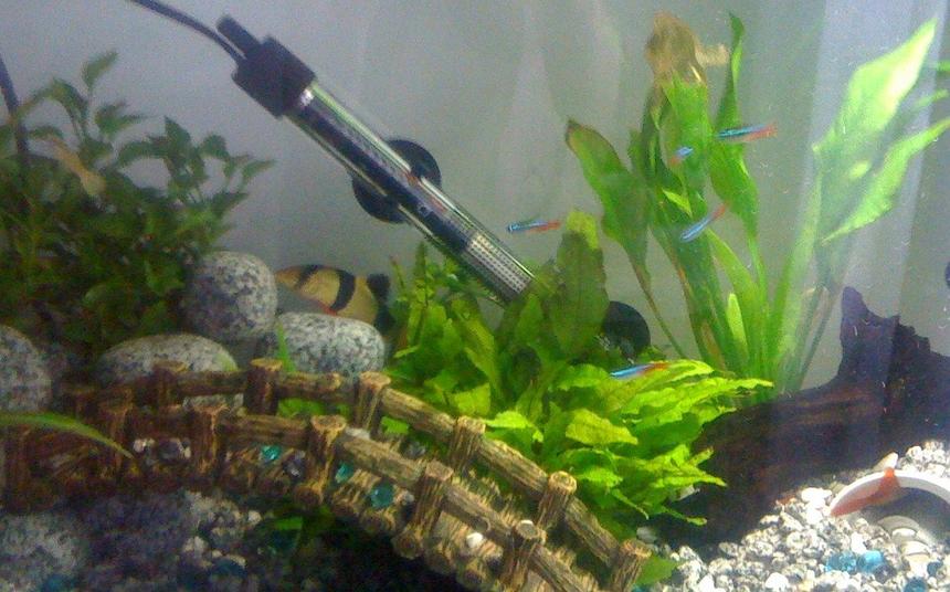 Rated #353: 64 Gallons Freshwater Fish Tank - my first tank ,