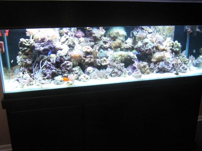 125 gallons reef tank (mostly live coral and fish) - My 125 reef