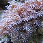 corals inverts - clavularia sp. - glove polyp stocking in 125 gallons tank - Daisy polyps in my 125 reef