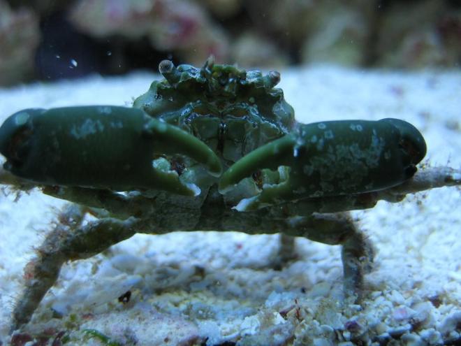 corals inverts - mithrax sculptus - emerald crab stocking in 125 gallons tank - Emerald crab close-up in my 125 reef