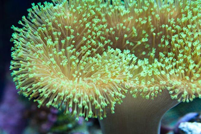 corals inverts - sarcophyton sp. - green polyp leather stocking in 37 gallons tank - Toadstool polyps