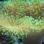 corals inverts - sarcophyton sp. - green polyp leather stocking in 37 gallons tank - Toadstool polyps