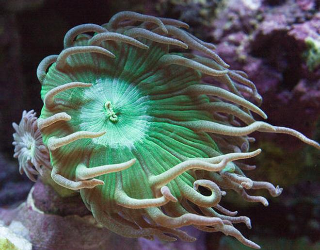 corals inverts - duncanopsammia axifuga - giant green polyp duncan stocking in 37 gallons tank - Duncan