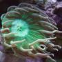 corals inverts - duncanopsammia axifuga - giant green polyp duncan stocking in 37 gallons tank - Duncan