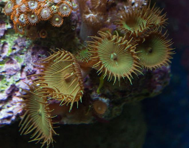 corals inverts - protopalythoa sp. - button polyp stocking in 37 gallons tank - button polyp