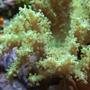corals inverts - sinularia sp. - green finger leather coral stocking in 37 gallons tank - Green Sinularis leather coral