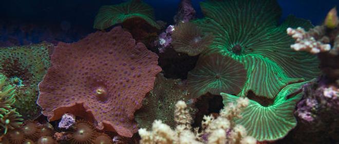 corals inverts - actinodiscus sp. - green striped mushroom stocking in 37 gallons tank - mushrooms