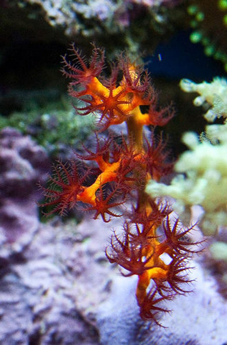 corals inverts - swiftia exserta - orange tree gorgonian stocking in 37 gallons tank - Red-Orange Gorgonian