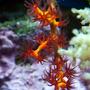 corals inverts - swiftia exserta - orange tree gorgonian stocking in 37 gallons tank - Red-Orange Gorgonian