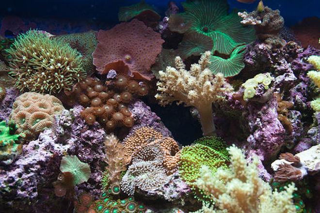 corals inverts - briareum sp. - starburst polyp stocking in 37 gallons tank - Closeup section of my tank
